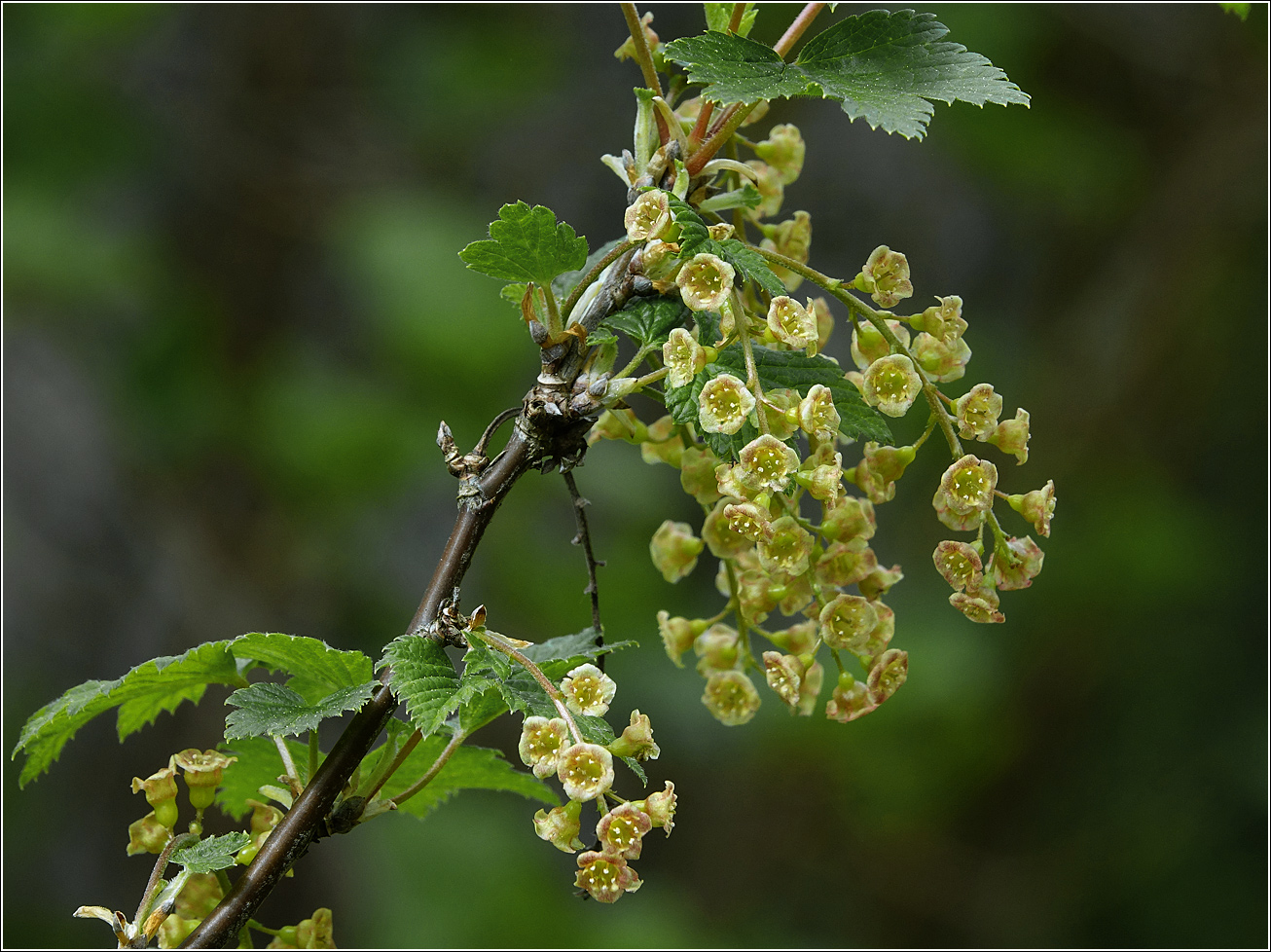 Изображение особи Ribes rubrum.