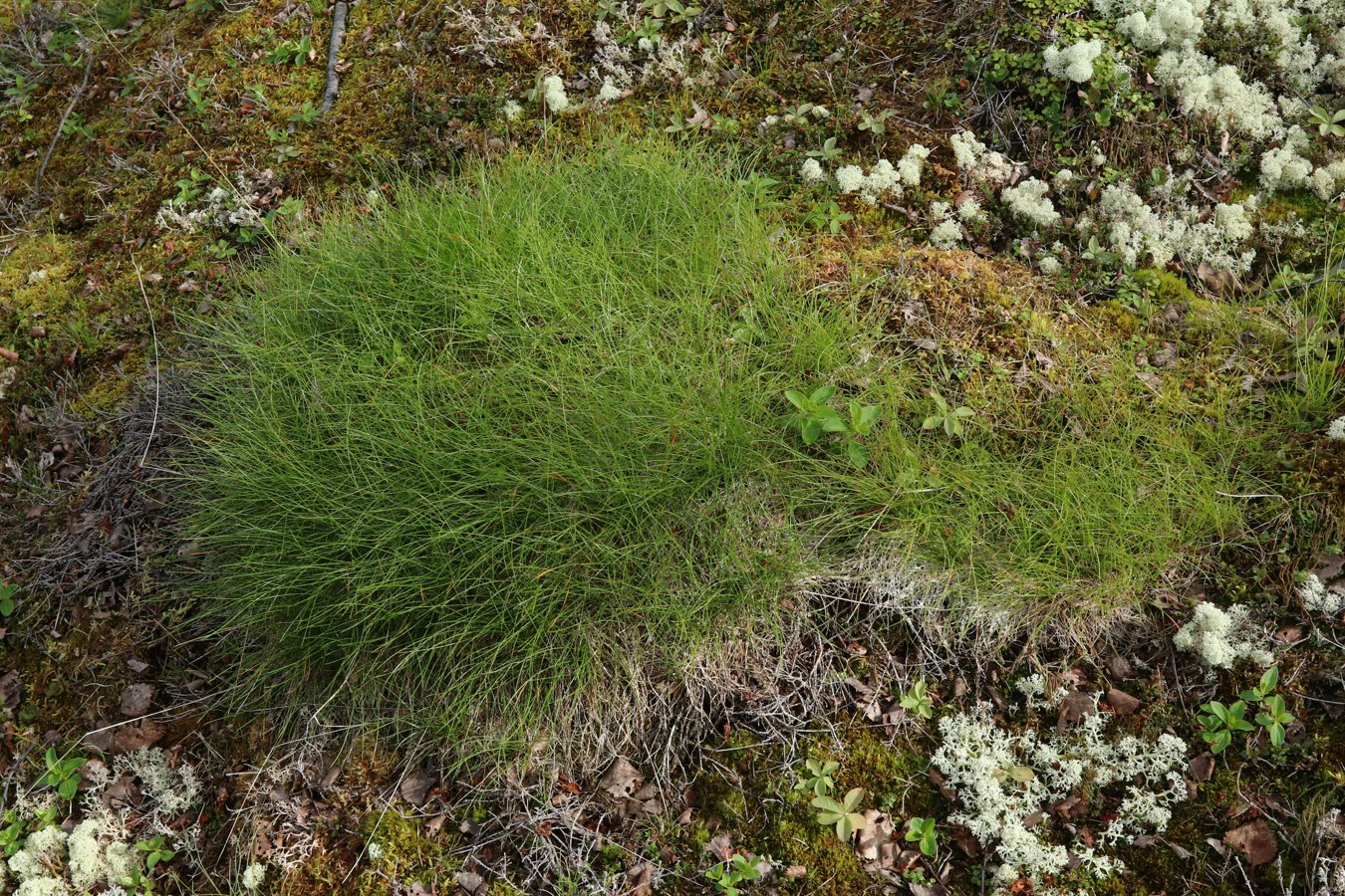 Image of Avenella flexuosa specimen.