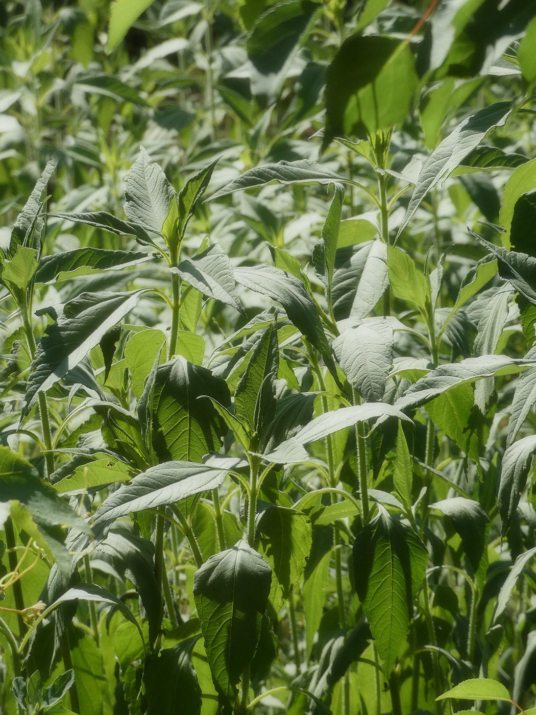 Изображение особи Helianthus tuberosus.