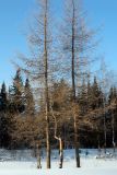 Larix sukaczewii