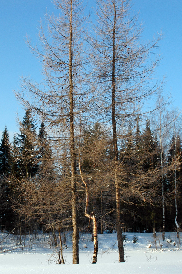 Изображение особи Larix sukaczewii.