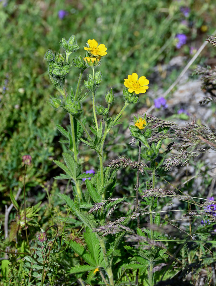 Image of genus Potentilla specimen.