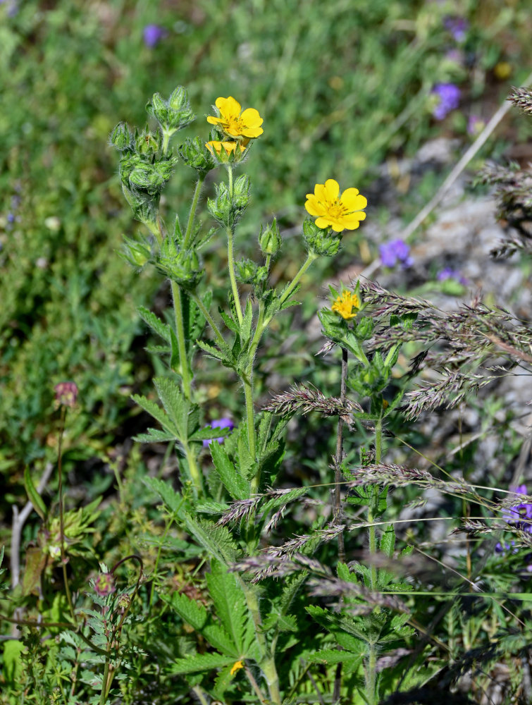 Изображение особи род Potentilla.