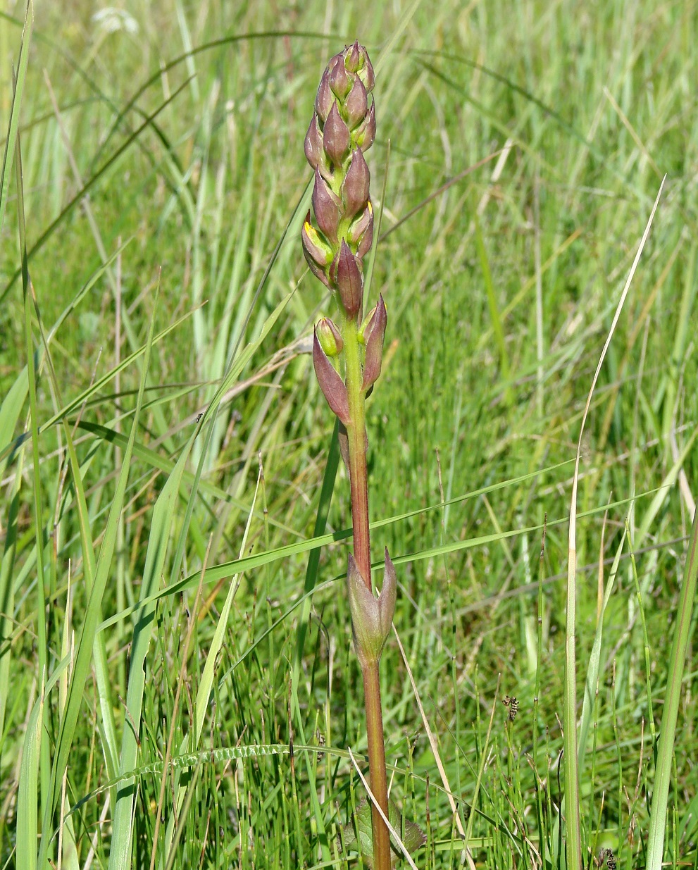 Image of Ligularia sibirica specimen.