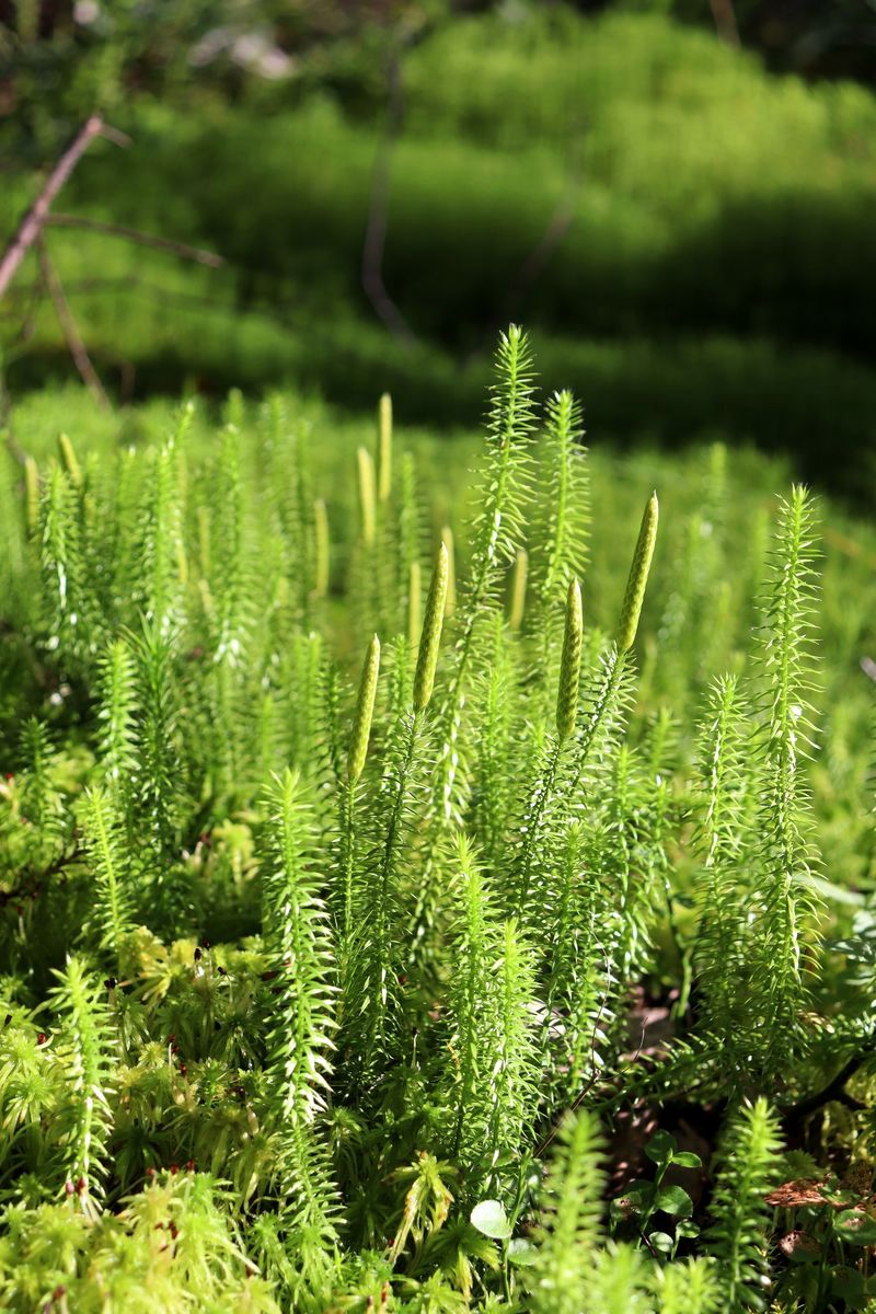 Изображение особи Lycopodium annotinum.