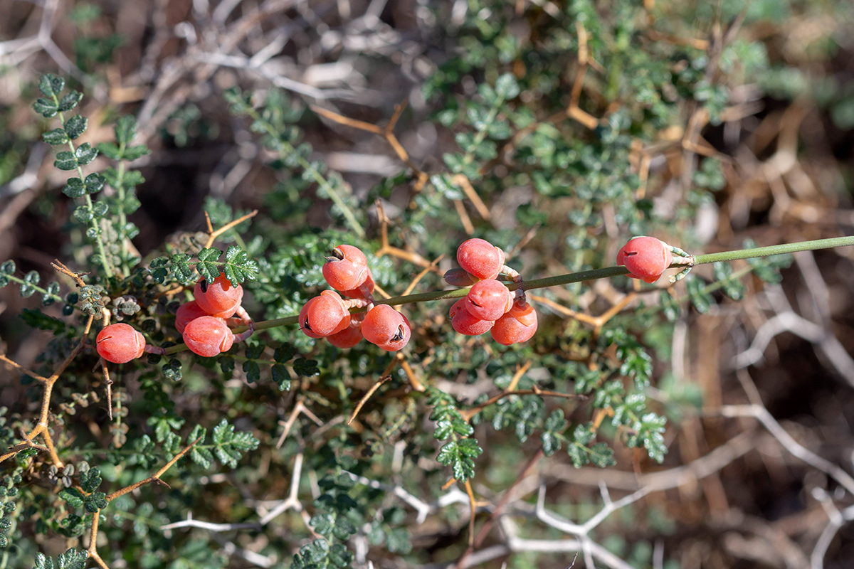 Image of Ephedra foeminea specimen.