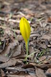 Sternbergia clusiana