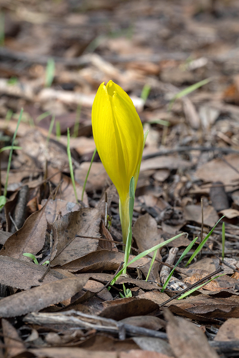 Изображение особи Sternbergia clusiana.