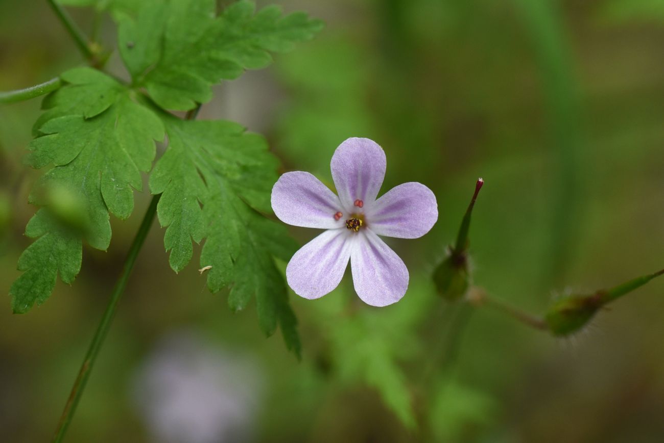 Изображение особи Geranium robertianum.