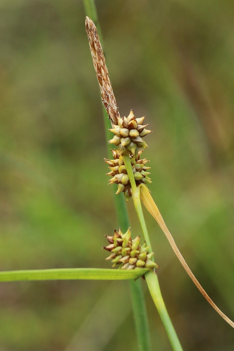 Изображение особи Carex scandinavica.