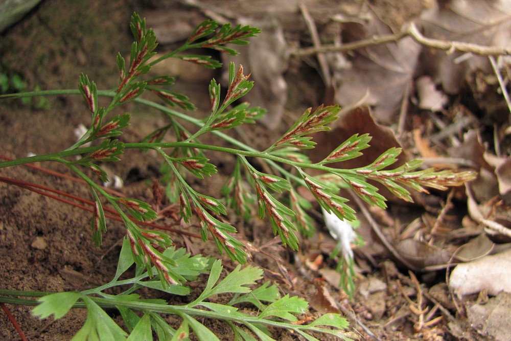 Изображение особи Asplenium &times; souchei.