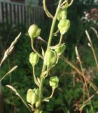 Lilium martagon