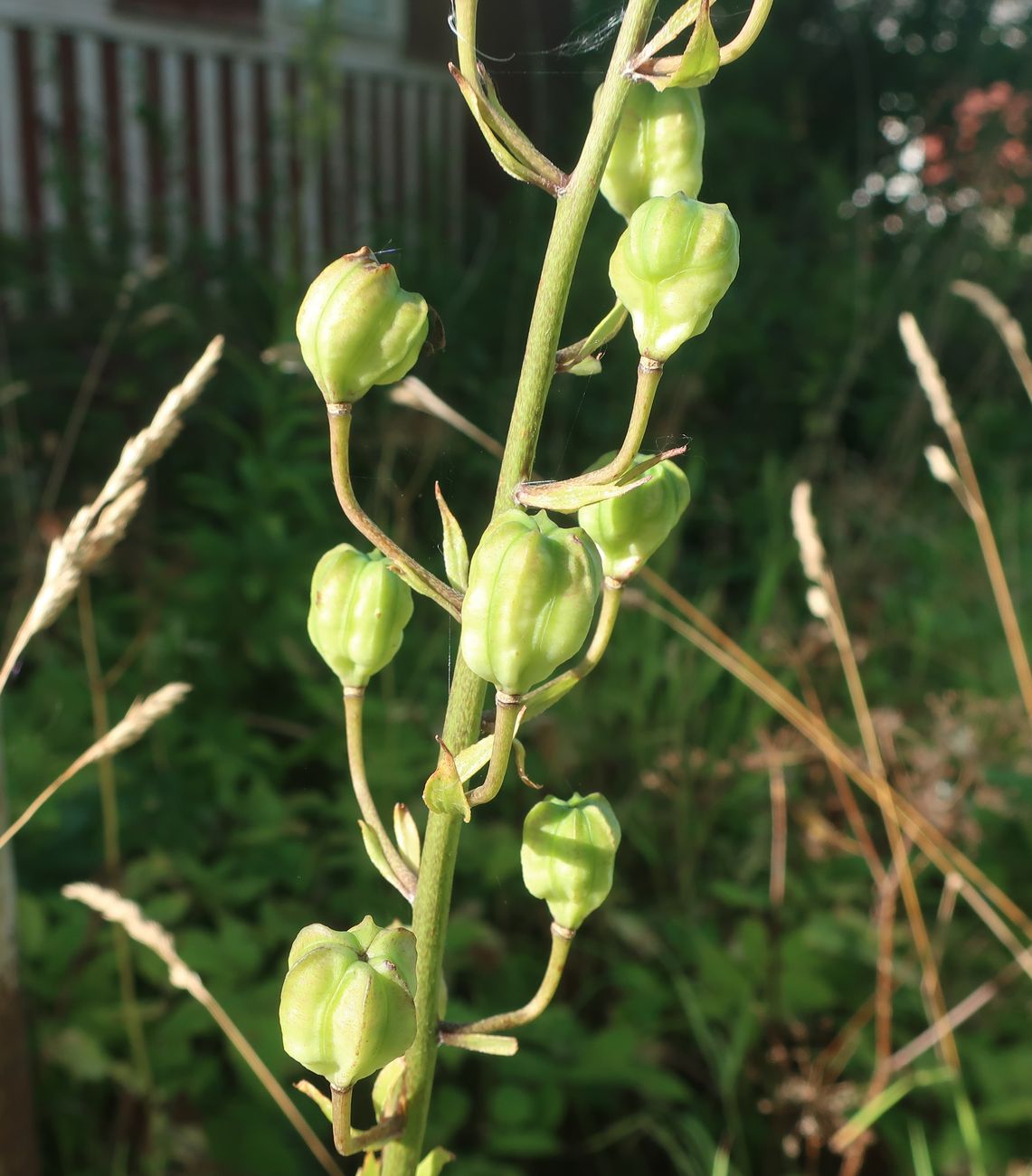 Image of Lilium martagon specimen.