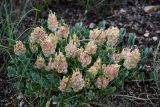 Astragalus calycinus