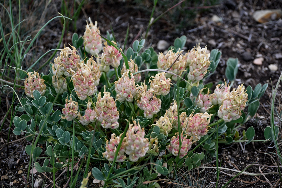 Image of Astragalus calycinus specimen.