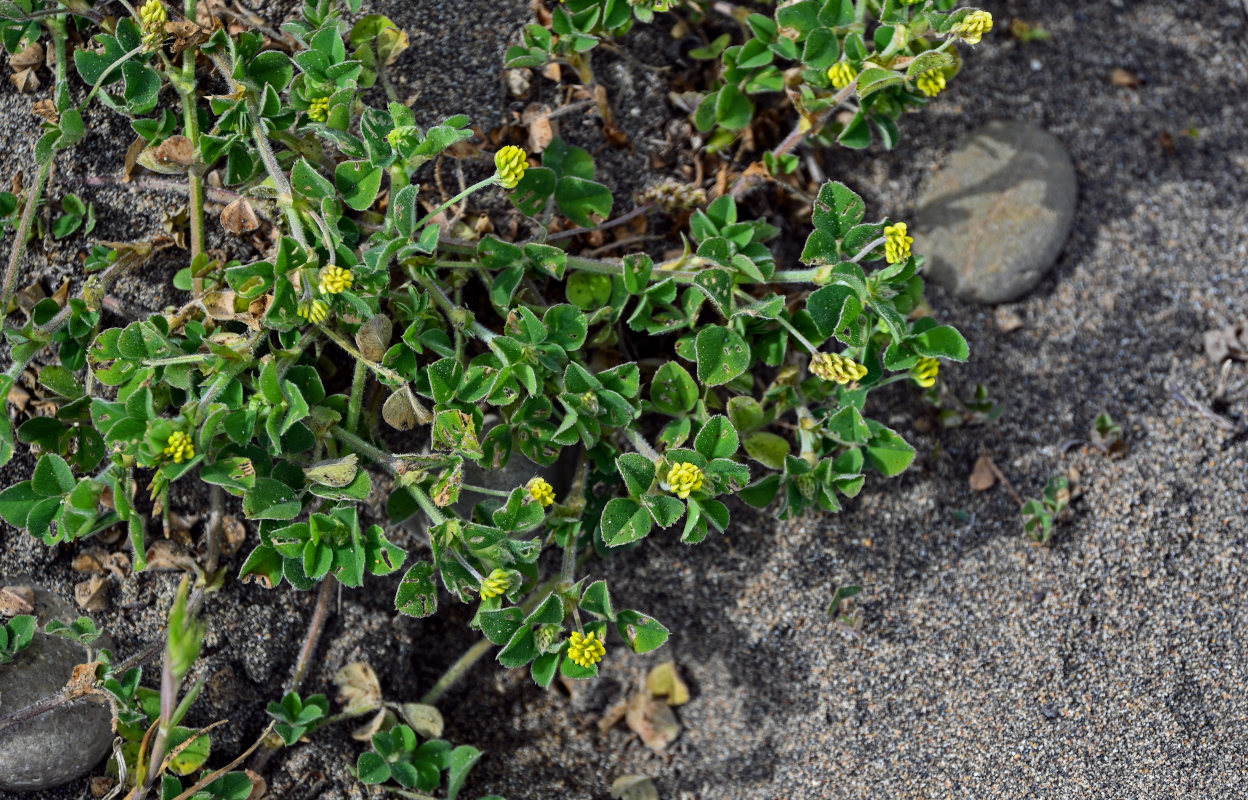 Изображение особи Medicago lupulina.
