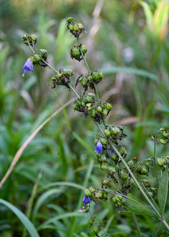 Image of Adenophora triphylla specimen.