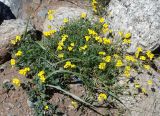 Chorispora sibirica