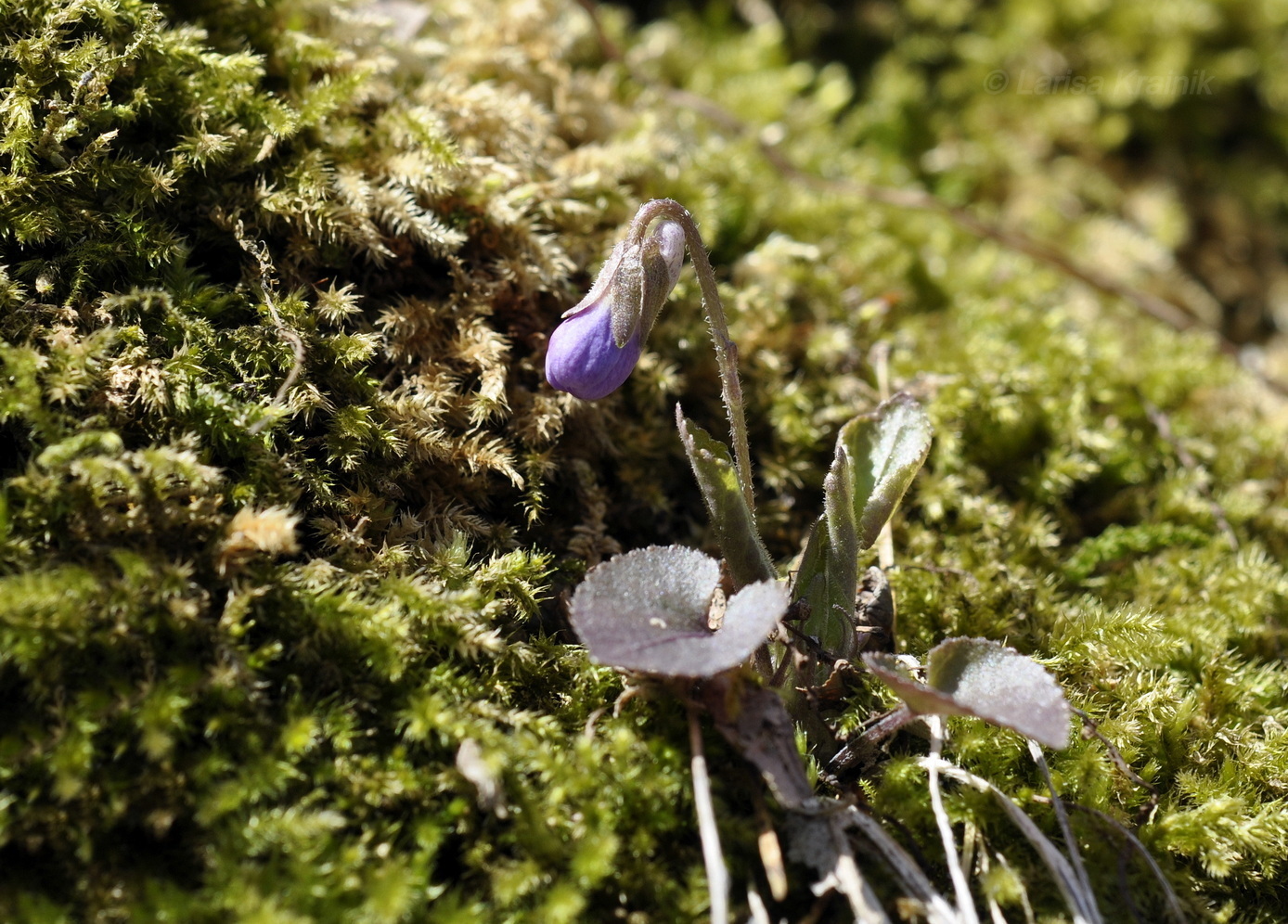 Image of genus Viola specimen.