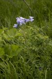 Linum lanuginosum