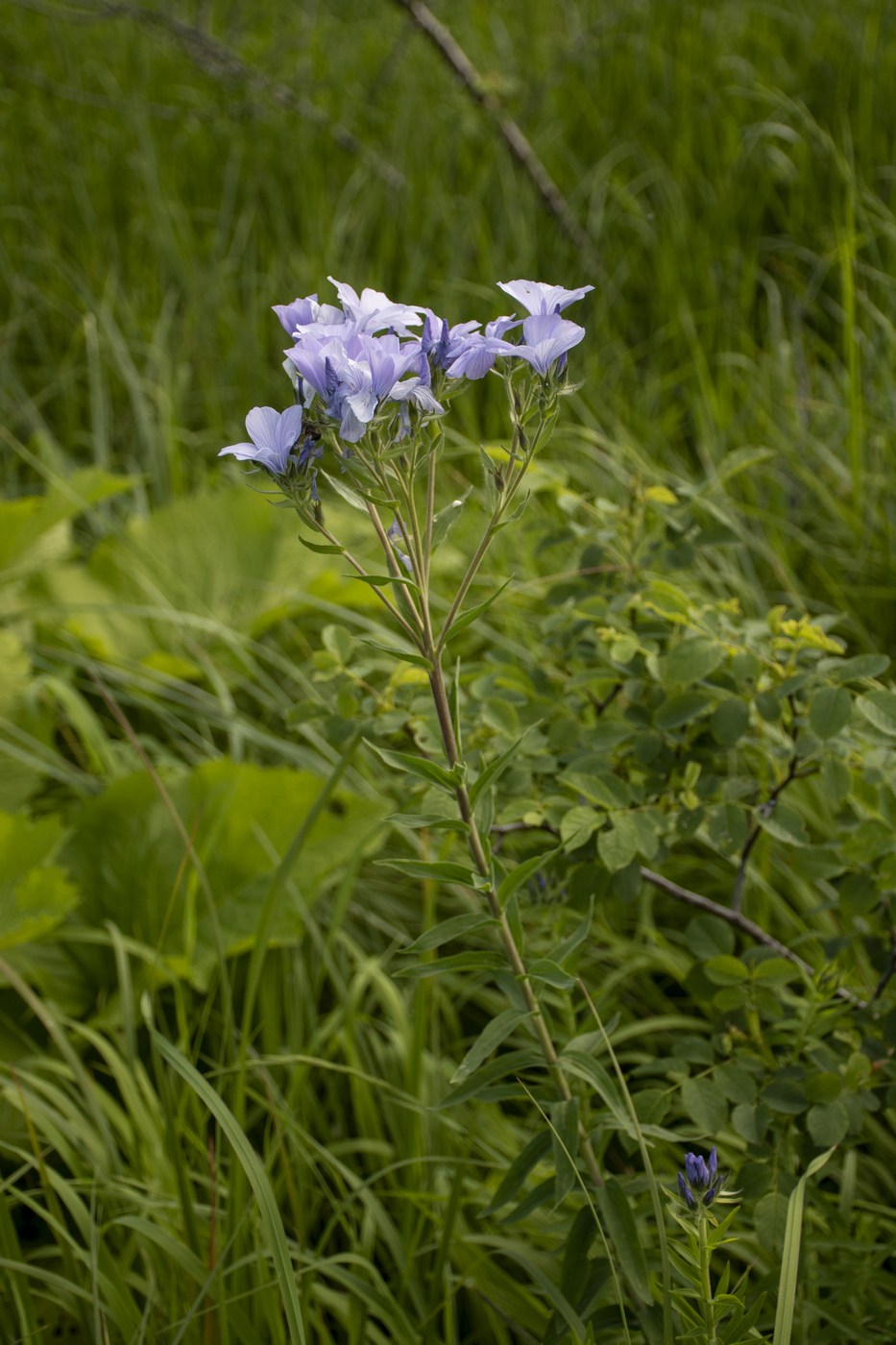 Image of Linum lanuginosum specimen.