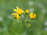 Doronicum macrophyllum. Общее соцветие с корзинками в разной степени развития. Адыгея, Кавказский биосферный заповедник, долина р. Армянки (Инструкторская Щель), ≈ 2100 м н.у.м., субальпийский луг. 28.06.2023.