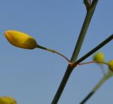 Asparagus officinalis