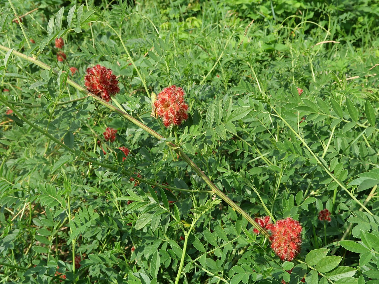 Изображение особи Glycyrrhiza echinata.