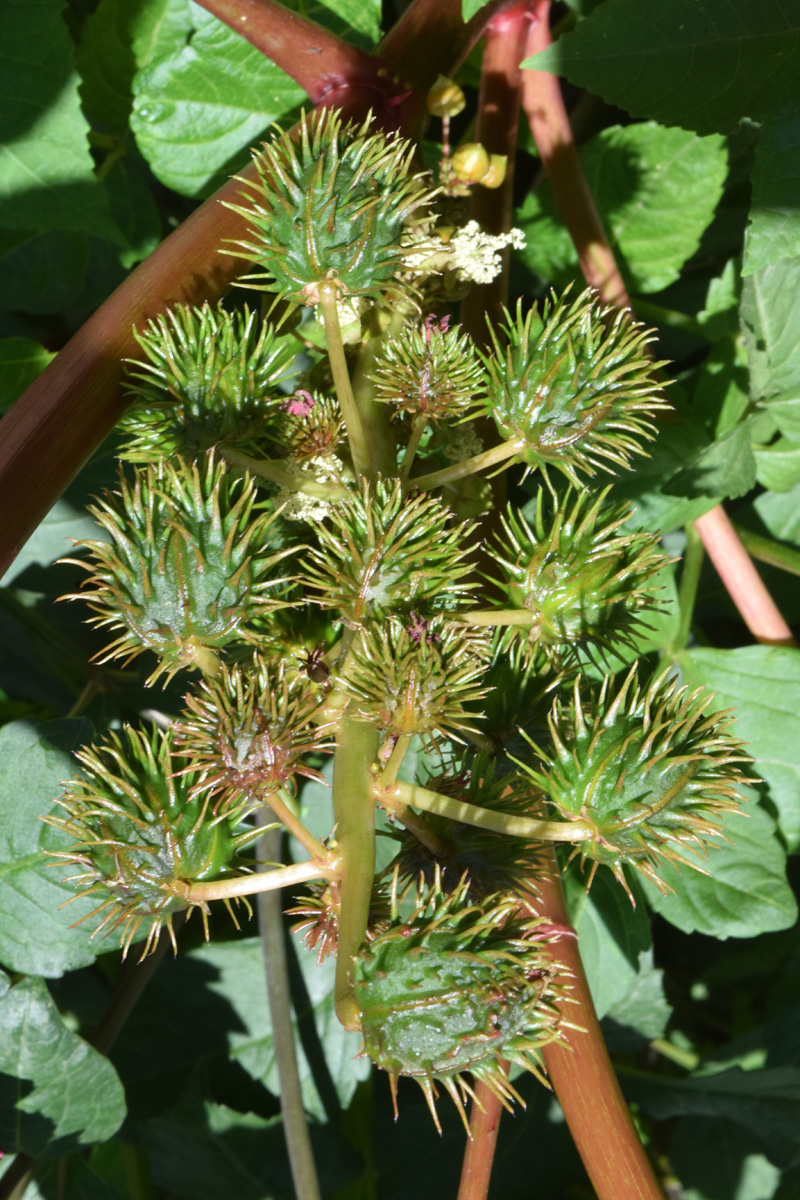 Image of Ricinus communis specimen.