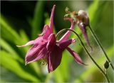 Aquilegia vulgaris