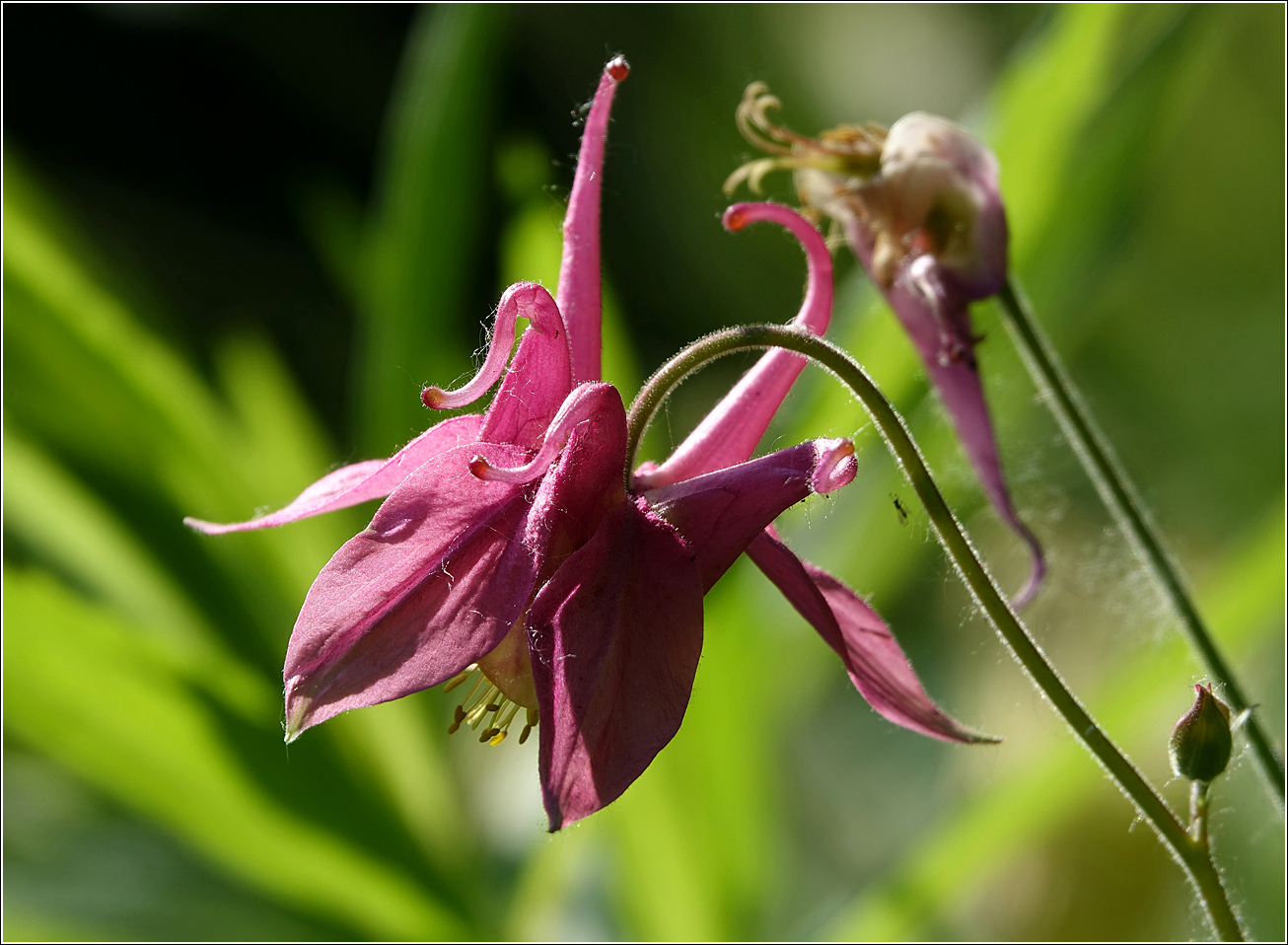 Изображение особи Aquilegia vulgaris.