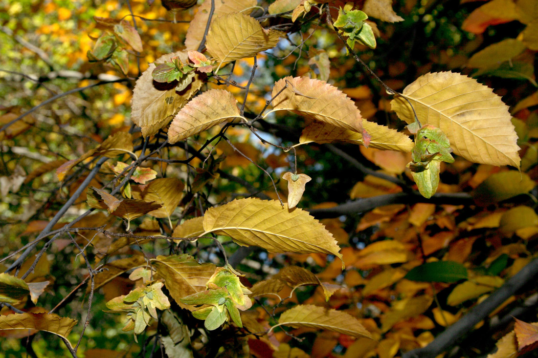 Изображение особи Carpinus caroliniana.