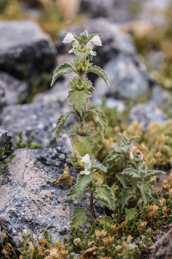 Image of Lamium tomentosum specimen.