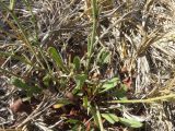 Limonium mucronulatum