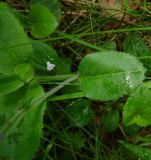 Veronica officinalis