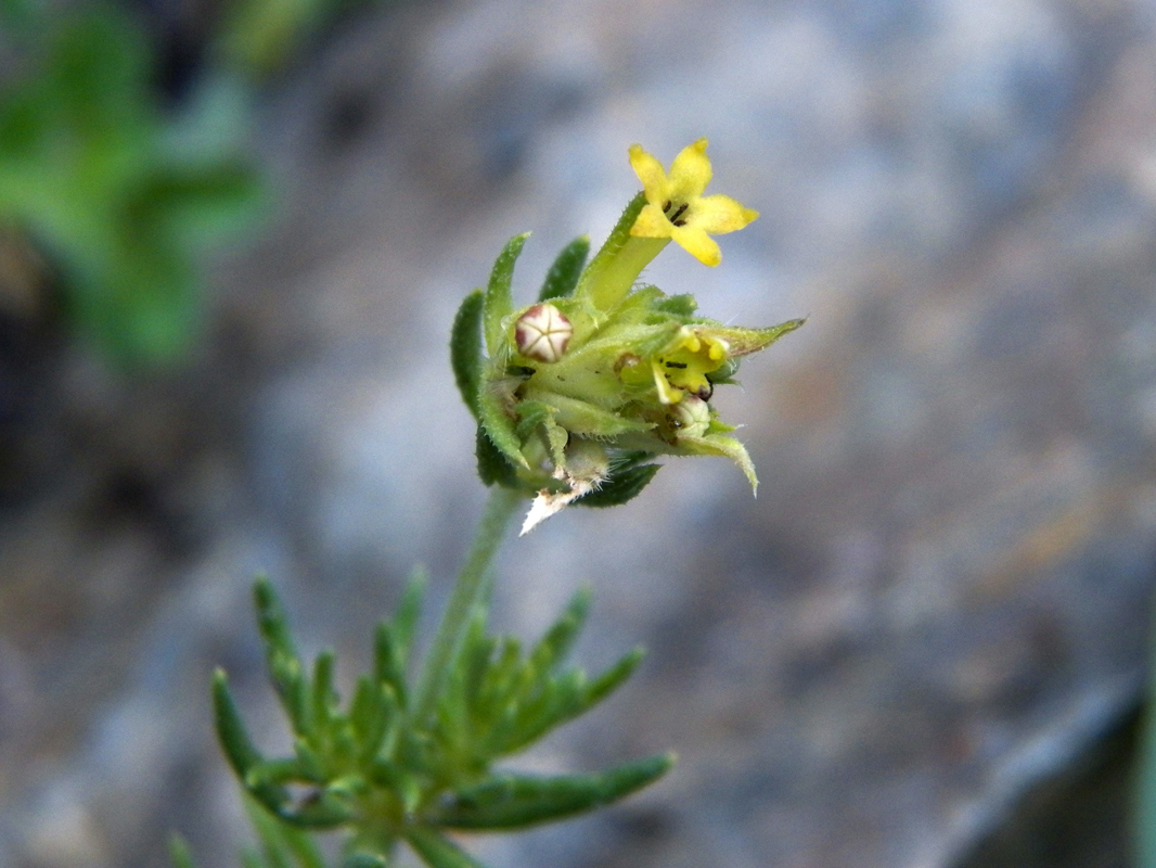 Изображение особи семейство Rubiaceae.