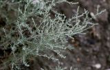 genus Artemisia