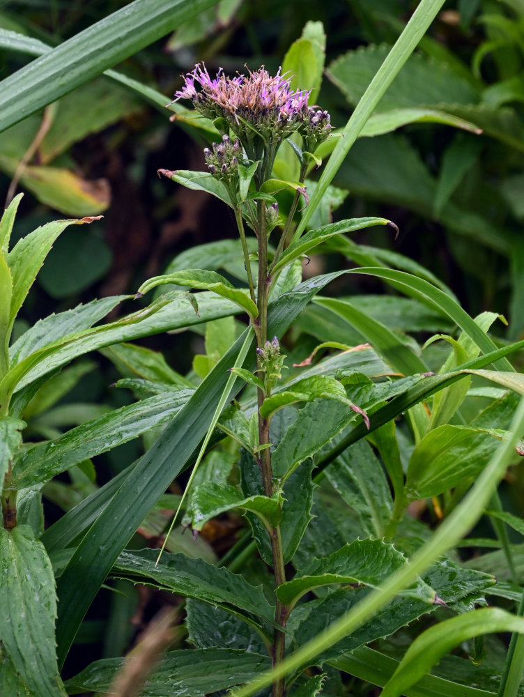 Image of Saussurea sachalinensis specimen.