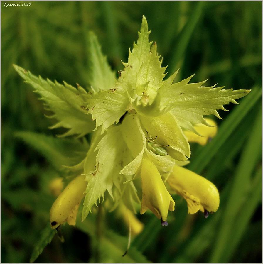 Image of Rhinanthus vernalis specimen.