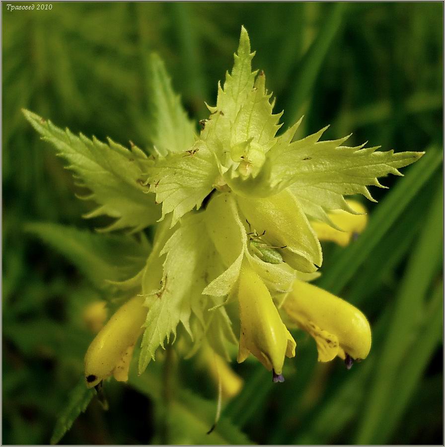 Image of Rhinanthus vernalis specimen.