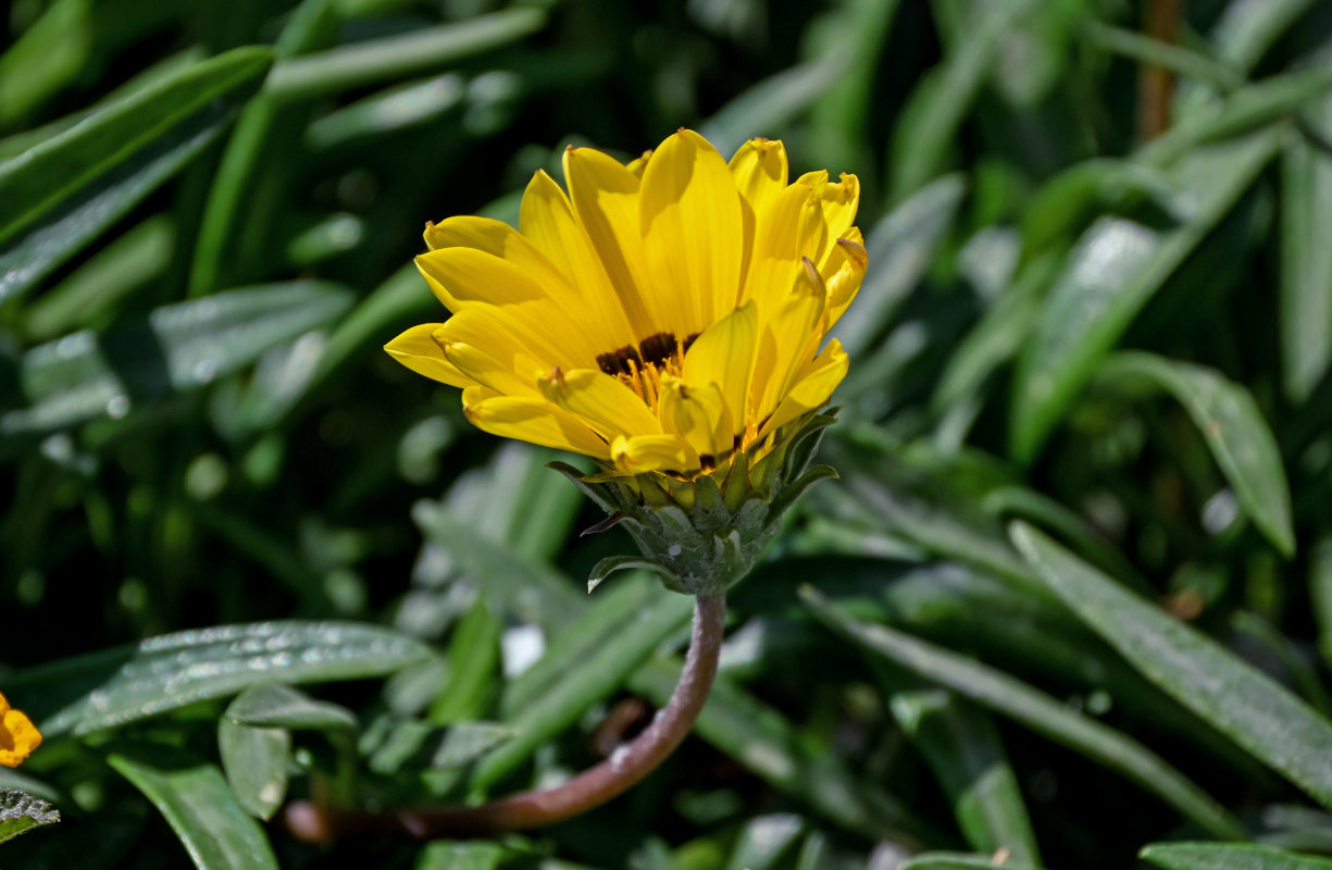 Image of Gazania &times; hybrida specimen.