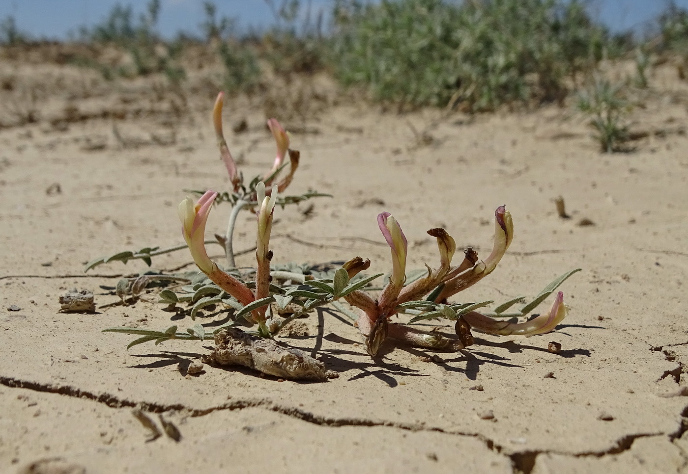 Image of Astragalus erioceras specimen.