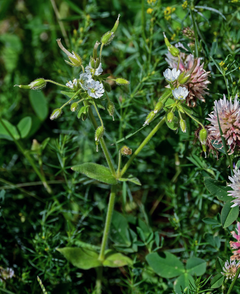 Изображение особи Cerastium dichotomum.