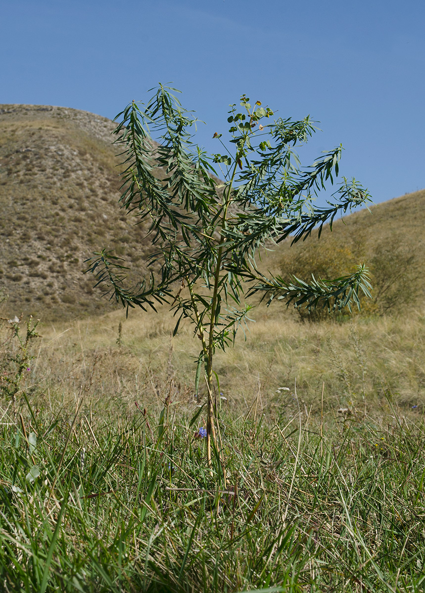 Изображение особи Euphorbia virgata.