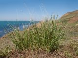 familia Poaceae. Вегетирующее растение с прошлогодними сухими генеративными побегами. Краснодарский край, Темрюкский р-н, мыс Железный Рог, обрывистый глинистый приморский склон, у кромки обрыва. 29.04.2017.