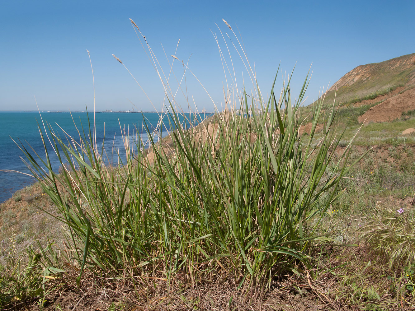 Изображение особи семейство Poaceae.