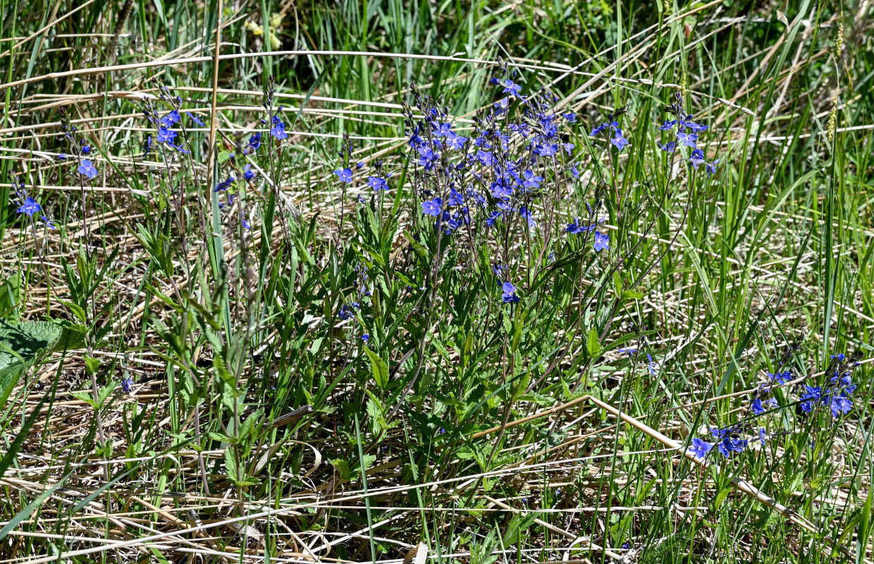 Image of Veronica krylovii specimen.