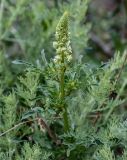 Reseda lutea