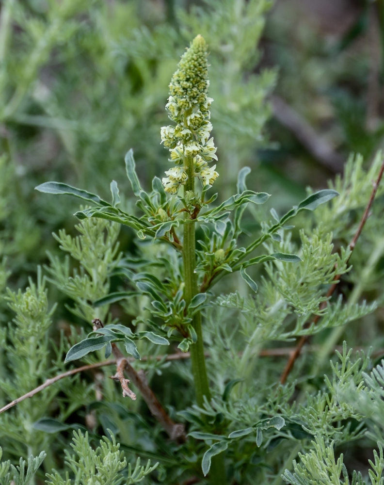 Изображение особи Reseda lutea.