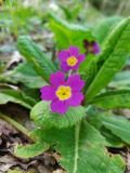 Primula vulgaris. Цветок. Краснодарский край, г/о Сочи, Хостинский р-н, гора Бытха, восточный склон, широколиственный лес. 02.04.2024.